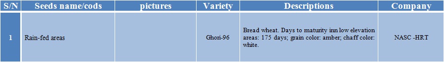 ghori-96 wheat seed-1